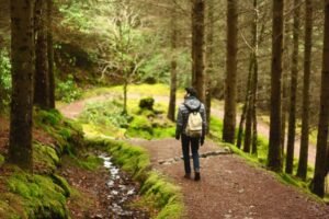 forest walk