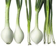 green onion
